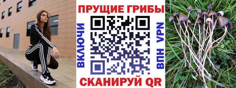 где продают наркотики  Сортавала  Псилоцибиновые грибы Magic Shrooms 